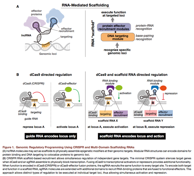 Illustration for article titled New Technique Allows Bioengineers To "Reprogram" Genetic Code